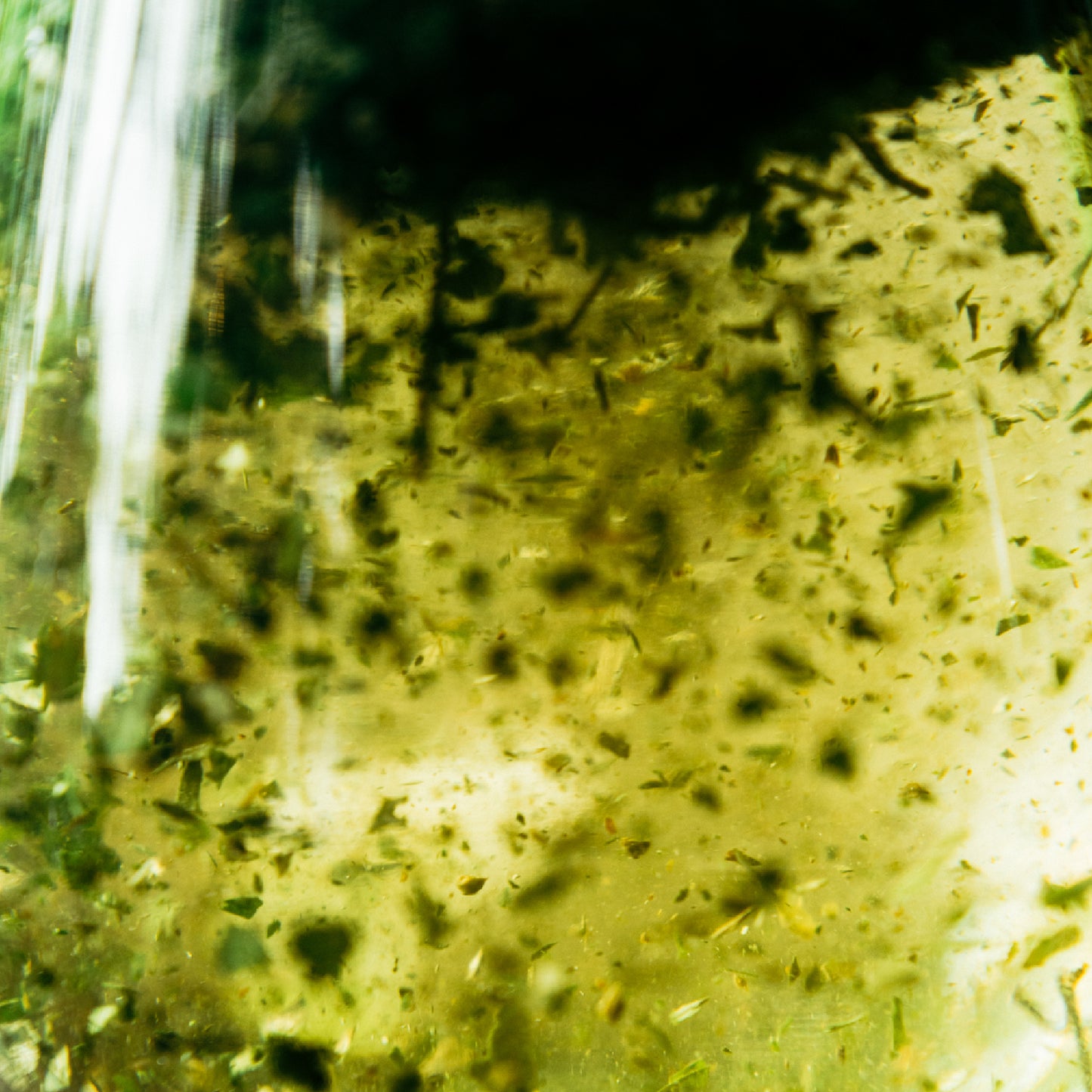 発酵草木チャ