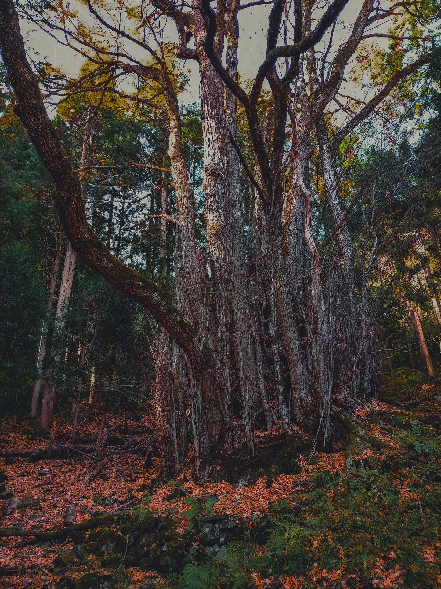 森のホリデーギフト🎁落葉酒と森のクッキー