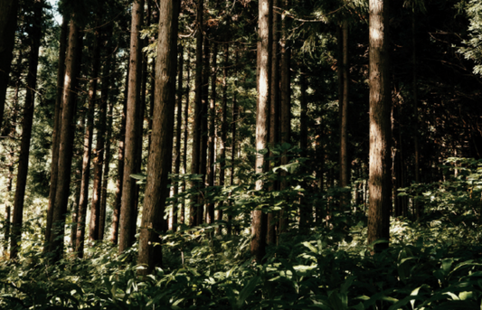 採用を開始しました。We're hiring.