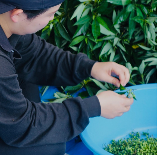 オイシックスご採用記念インタビュー：相棒山 × 日本草木研究所