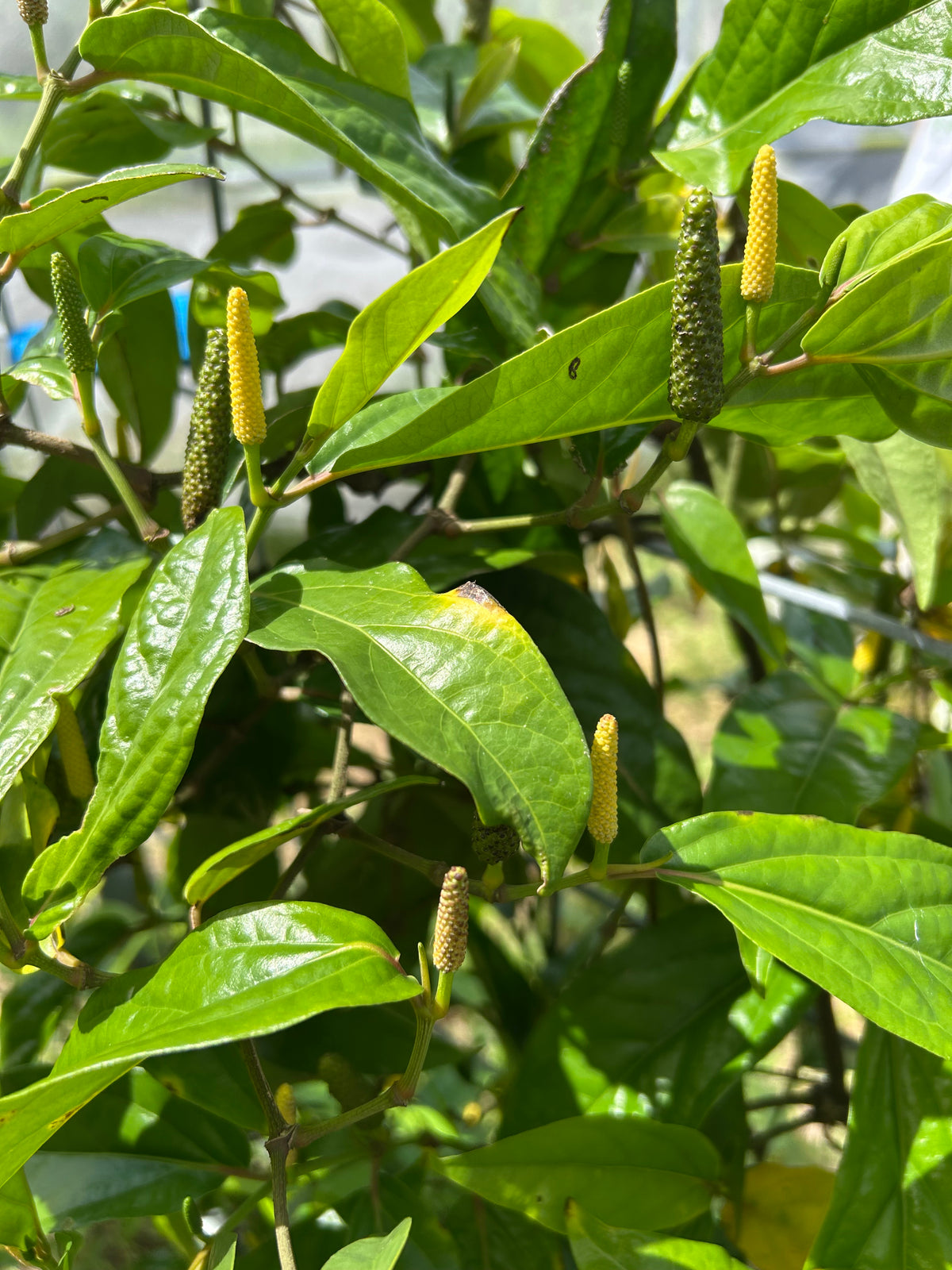 ヒハツモドキ葉