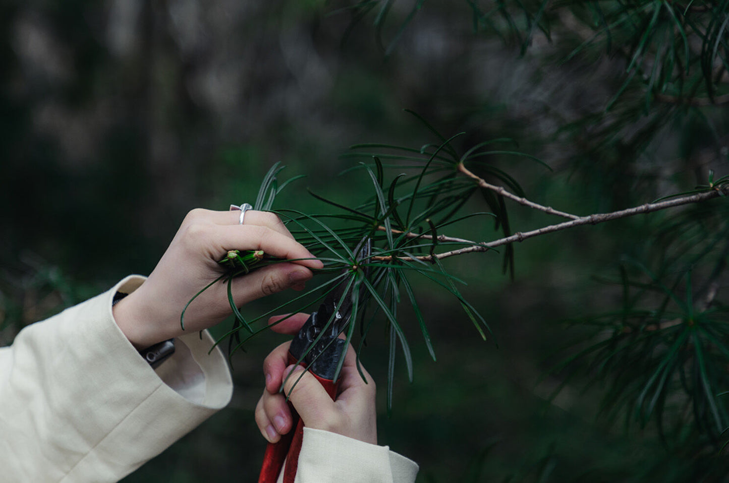 Drinking Forest Bathing Package [Choose from 2 types]