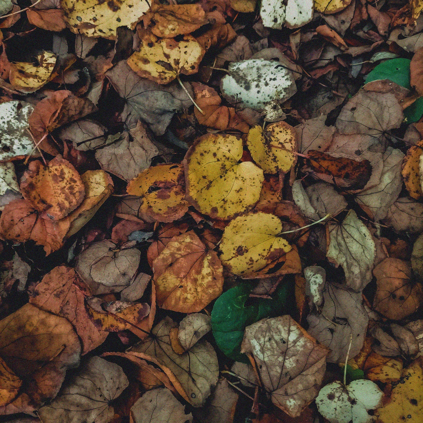  森のホリデーギフト🎁落葉酒と森のクッキー