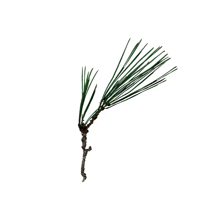 軽井沢研究所