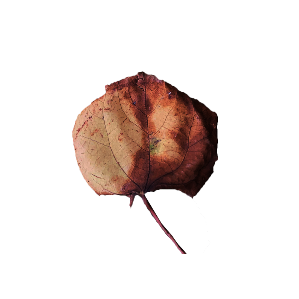 カツラ/ Cercidiphyllum japonicum