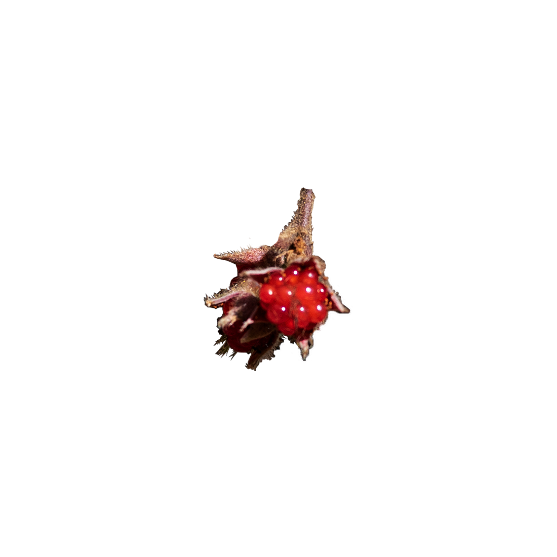 冬苺（有田草）/Rubus